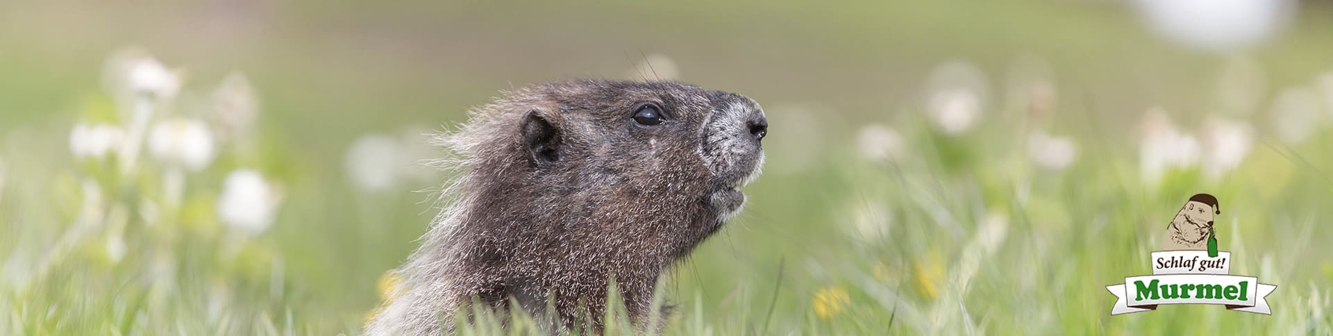 Schlafgut Murmel Getränk